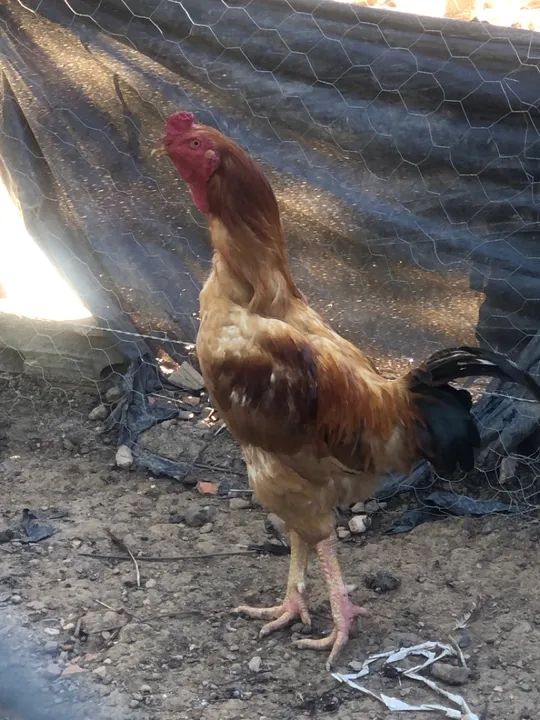  Galo Reprodutor  novo