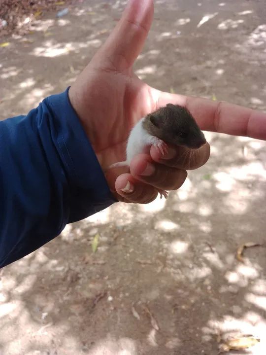 Ratos Twister entrega grátis  - Foto 5