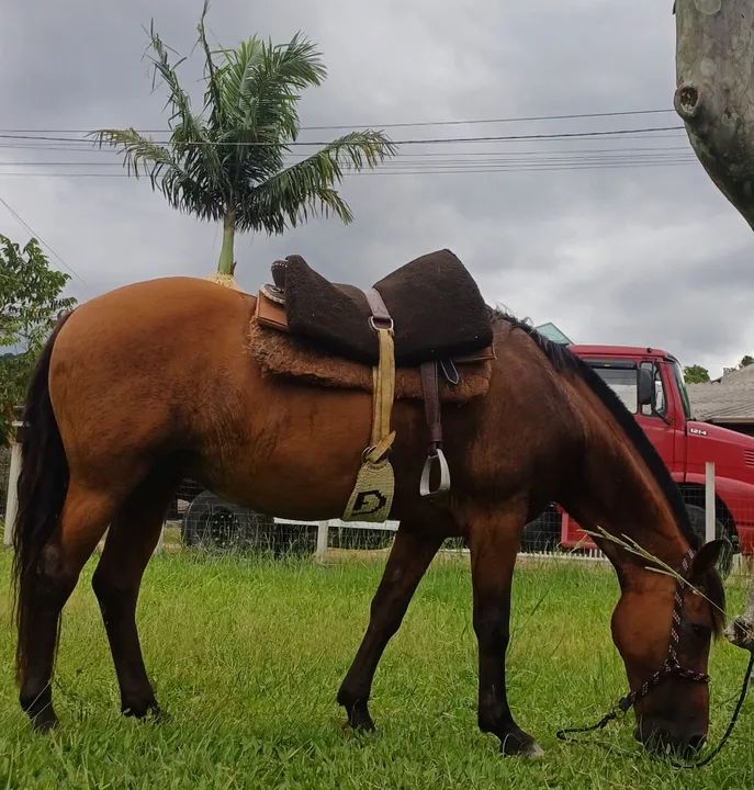 Egua e cavalo venda ou troca - Foto 2