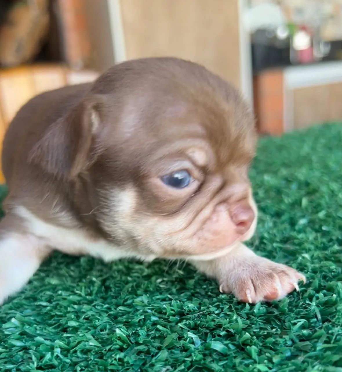 Chihuahua macho 