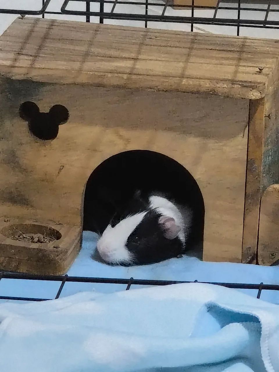 Porquinhos da Índia  - Foto 4