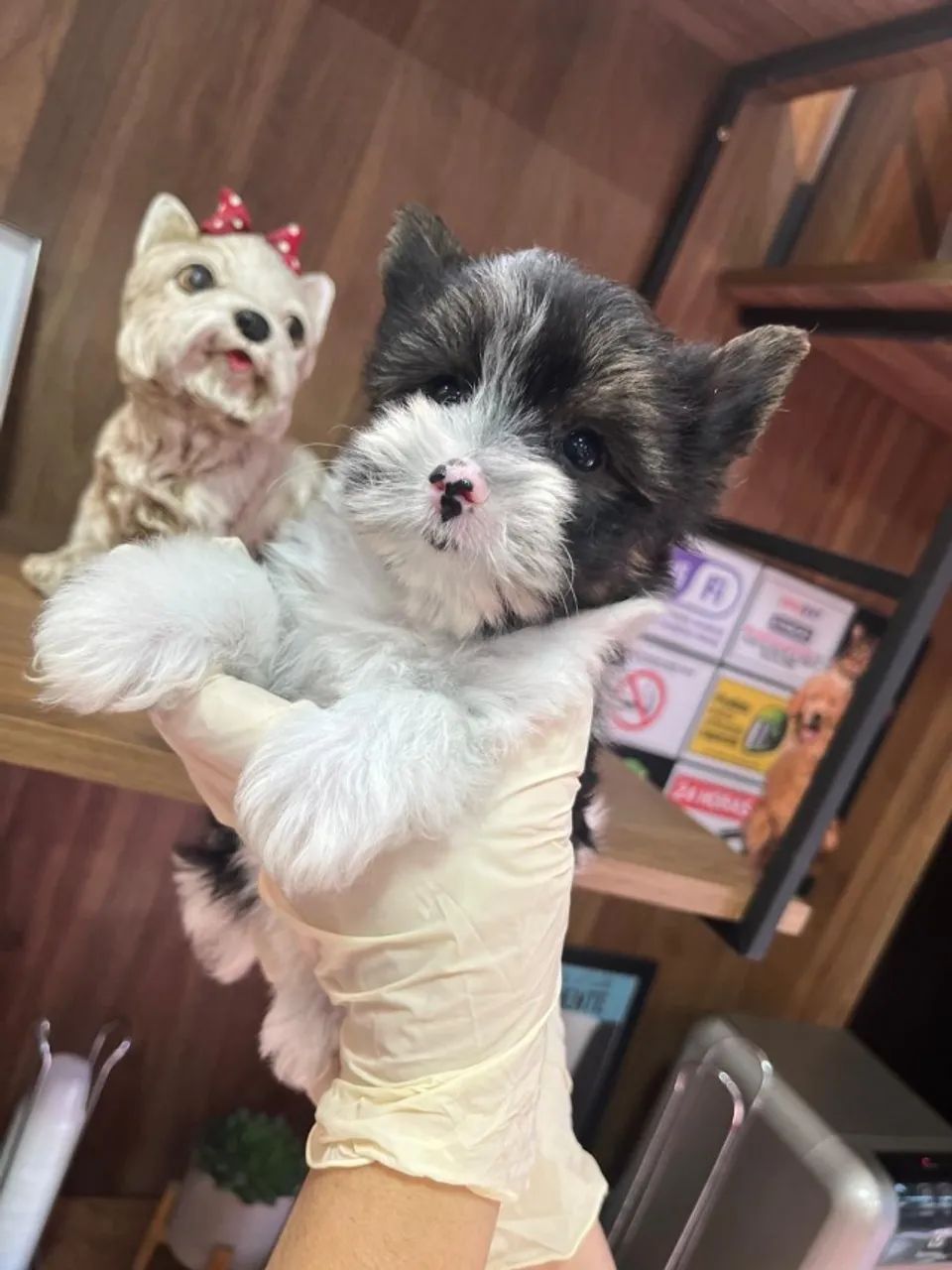 Biewer Yorkshire Terrier com pedigree, microchip e garantias!