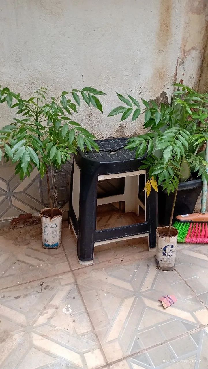 Vendo muda de cajá anão  - Foto 3