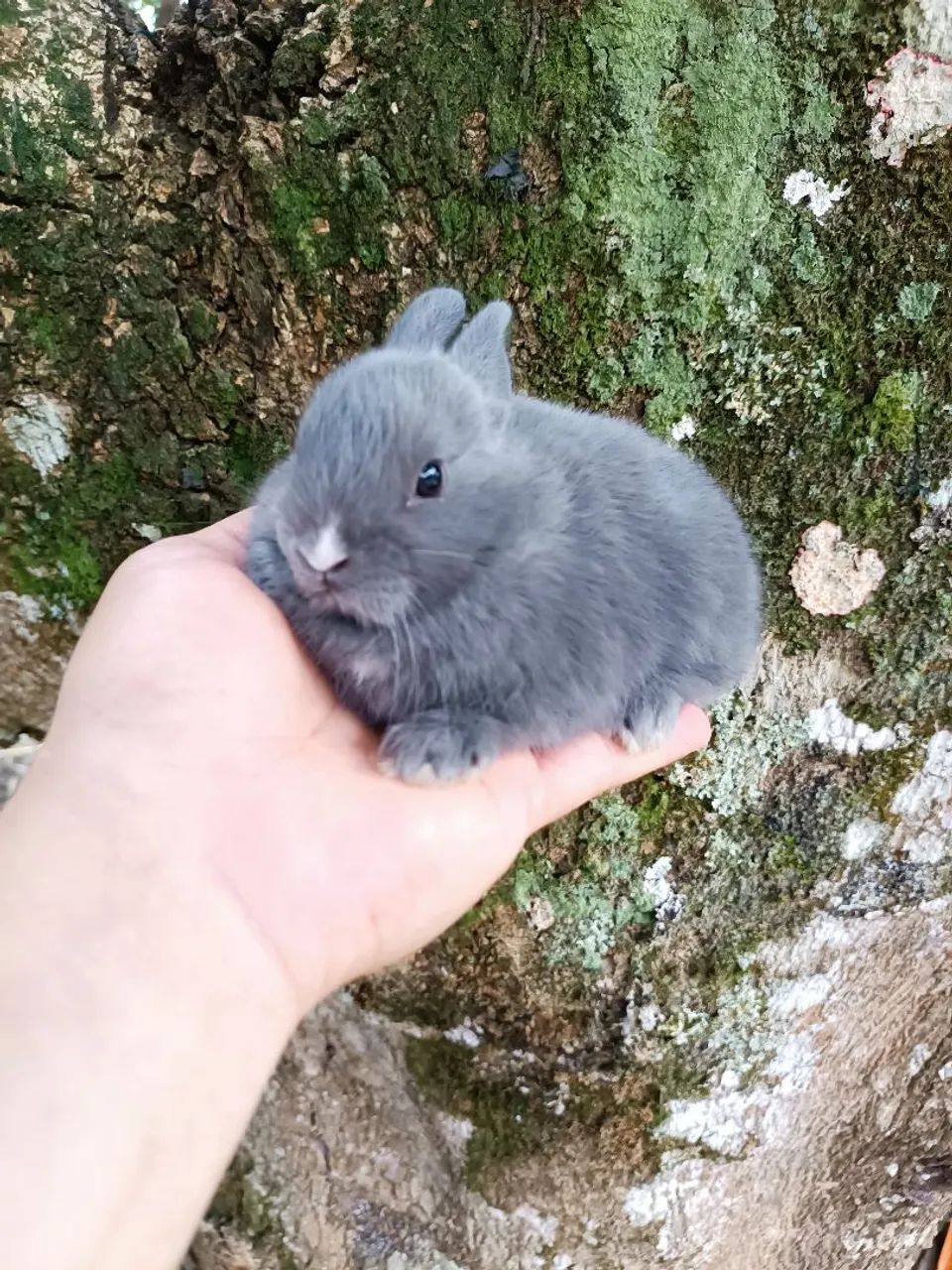 Netherland Dwarf - Coelho Anão - MENOR DO MUNDO - Foto 2