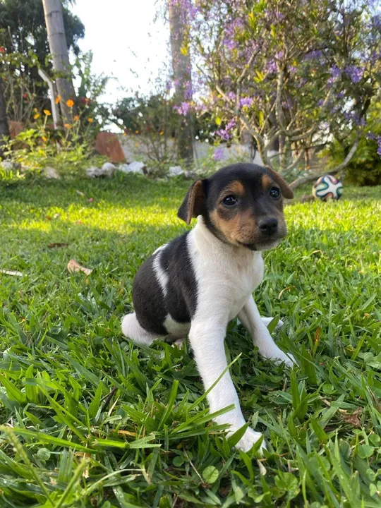 Fox Paulistinha macho