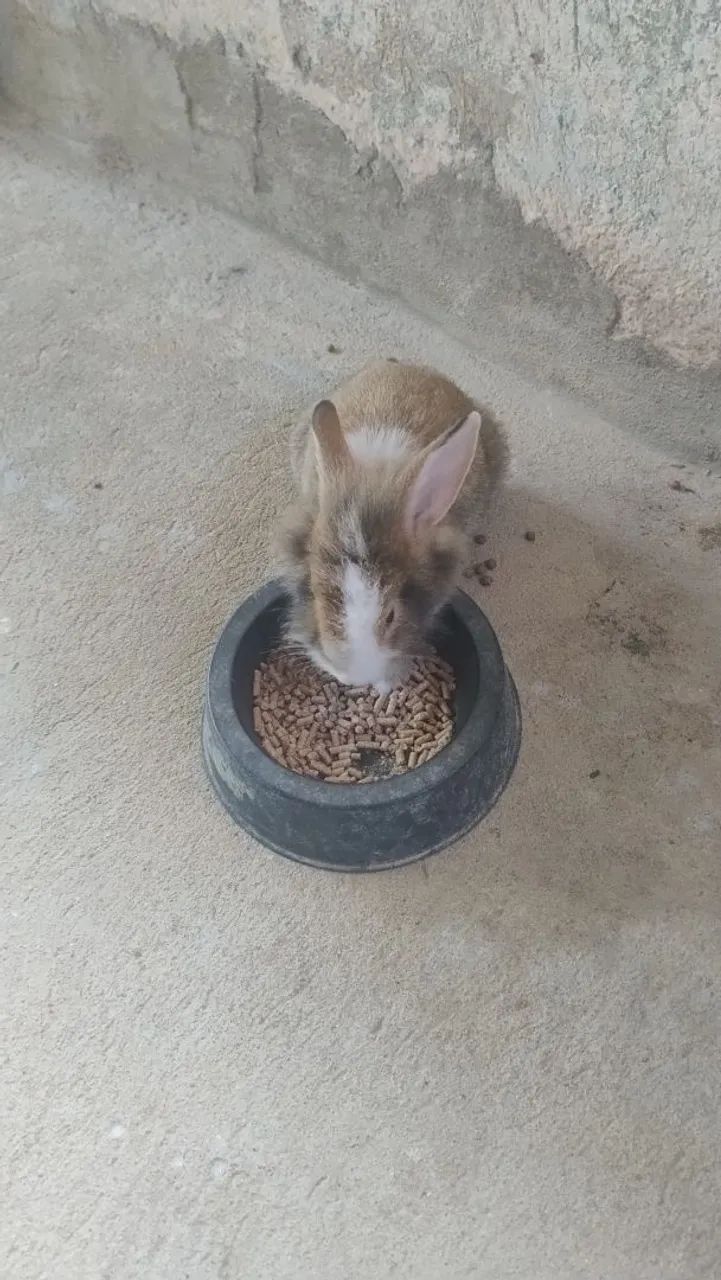 Vendo coelhos  - Foto 2