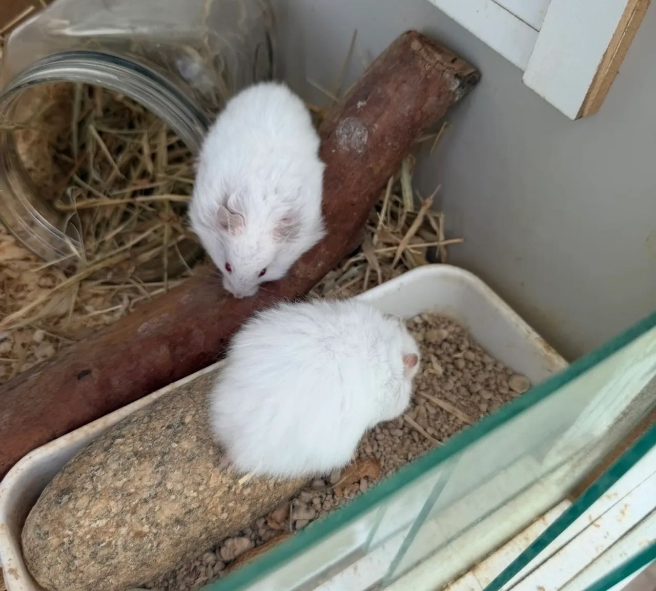 Hamster sírio angora fofos  - Foto 2