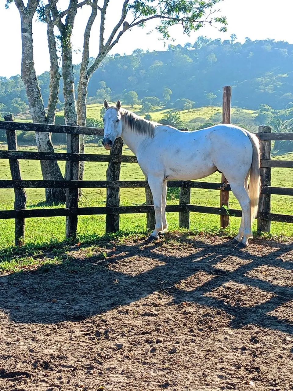 Cavalo de direita , 7 anos , pronto pra pegar e ir pra corrida? - Foto 3