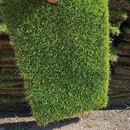 Grama esmeralda 6m2 mais frete mínimo pra entrega 100 mts Direto de Itapetininga 