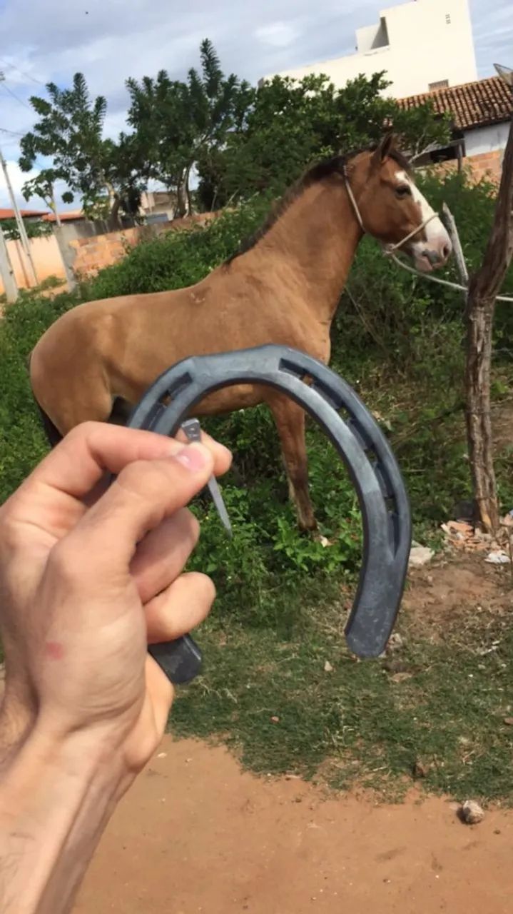 CAVALO SENDO DOADO +100 REAIS LEVA A SELA, MOTIVO: VOU ME MUDAR - Foto 4