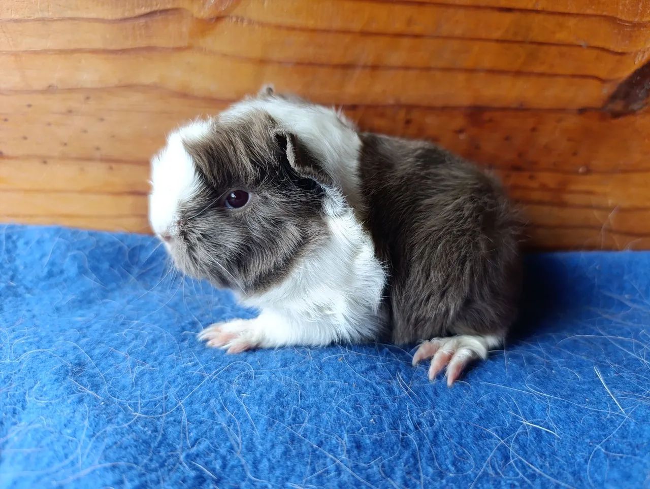 Porquinhos da Índia!  - Foto 2