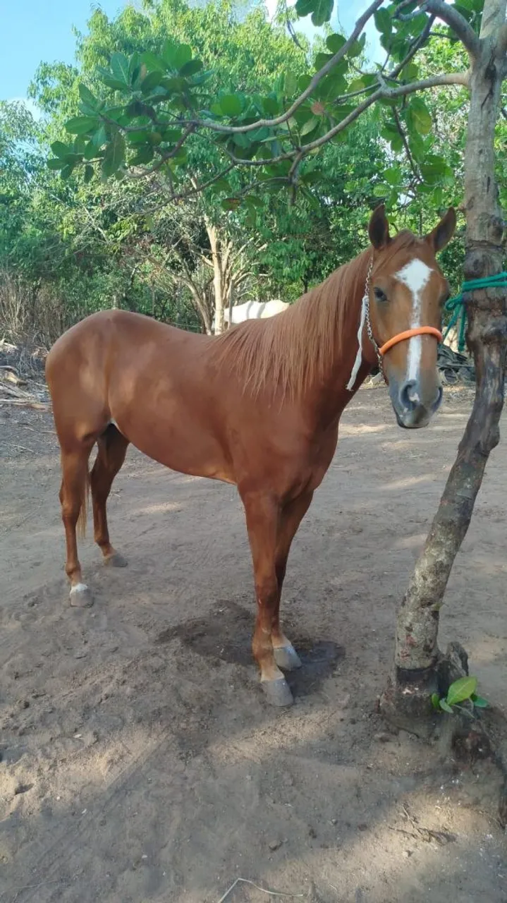 Cavalo quarto de Milha vendo e troca