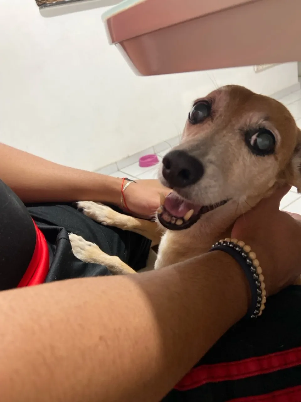 Cachorro para Adoção