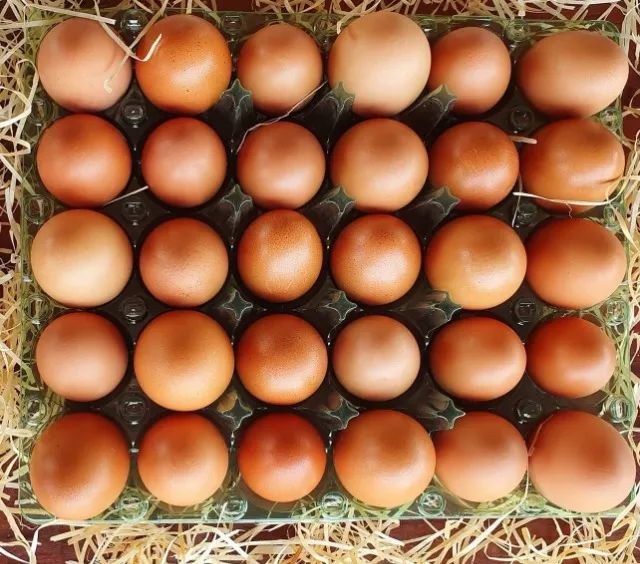 ovos orgânico - Foto 4