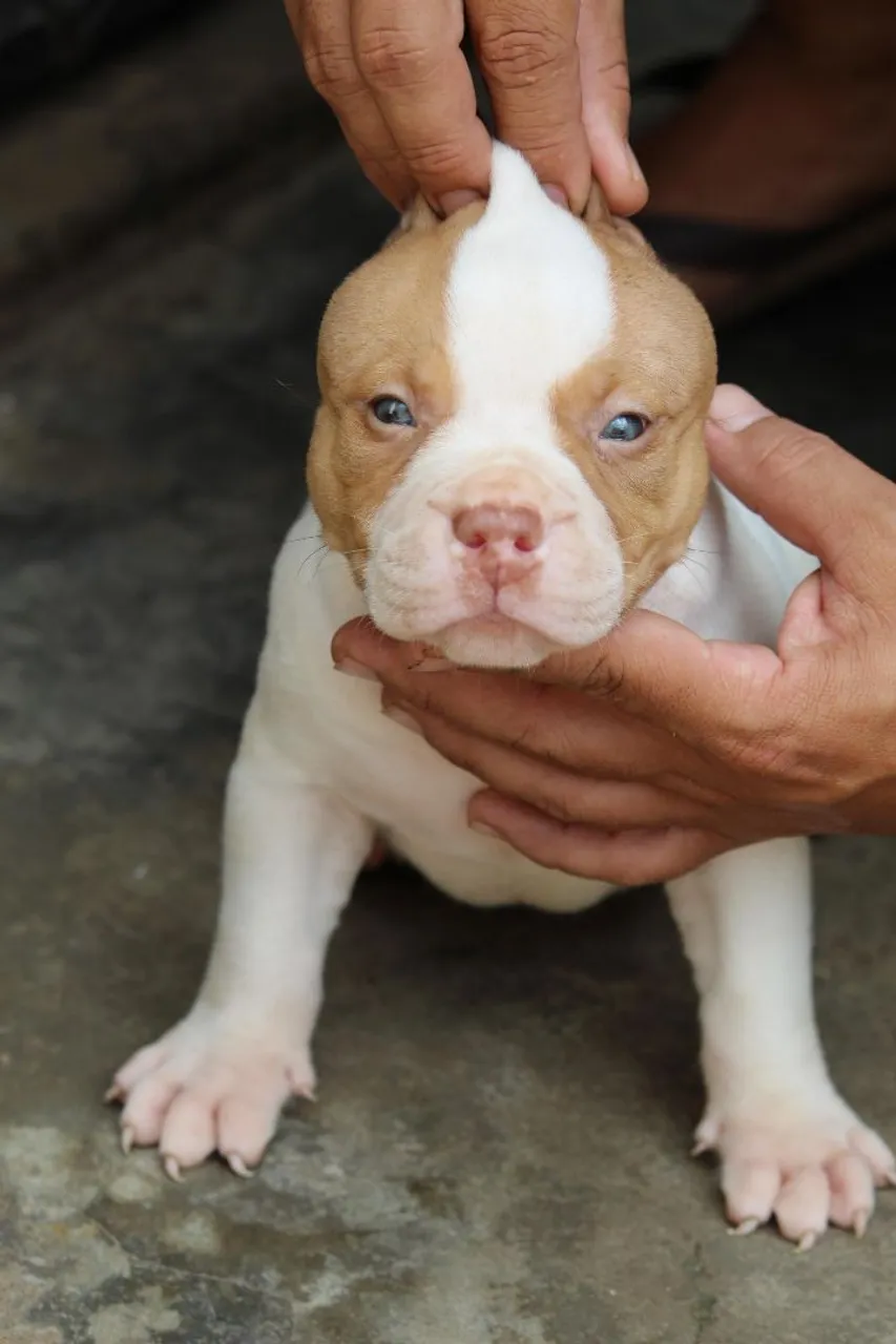 Vendo lindos filhotes pittmonster com pedigree