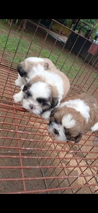 Filhotes de shituz  - Foto 3