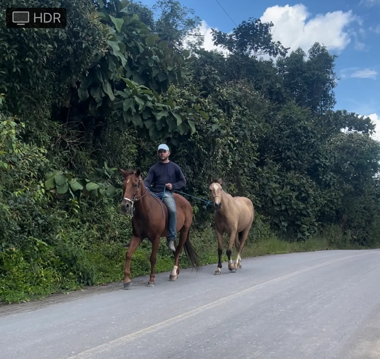 Vendo um cavalo de vaqueijada e uma égua 