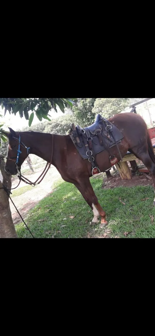 Egua mangalarga para venda