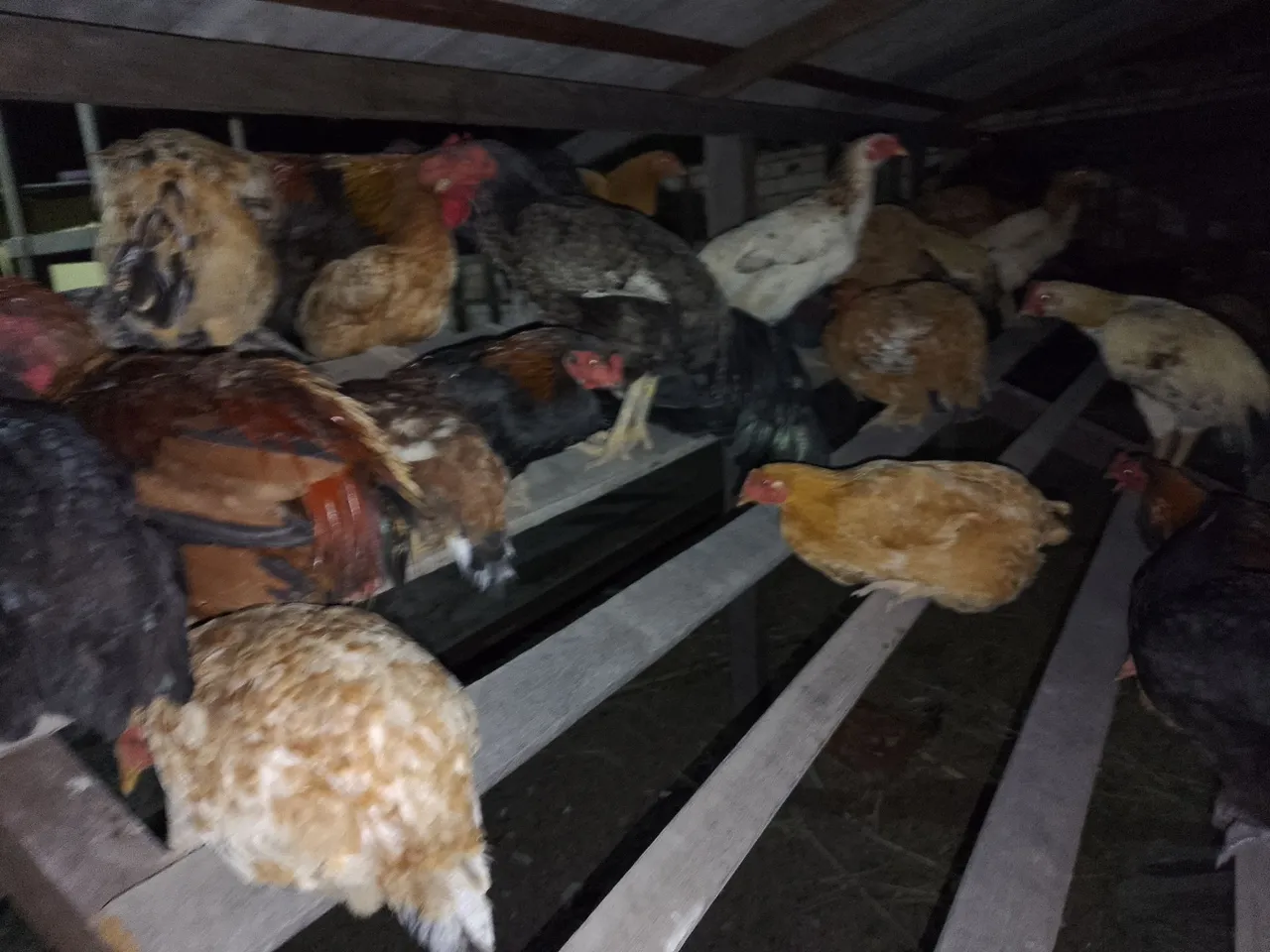 Galinhas para venda