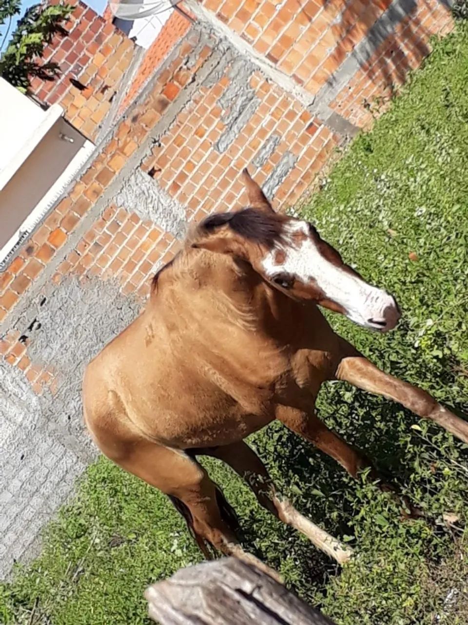 CAVALO SENDO DOADO +100 REAIS LEVA A SELA, MOTIVO: VOU ME MUDAR - Foto 3