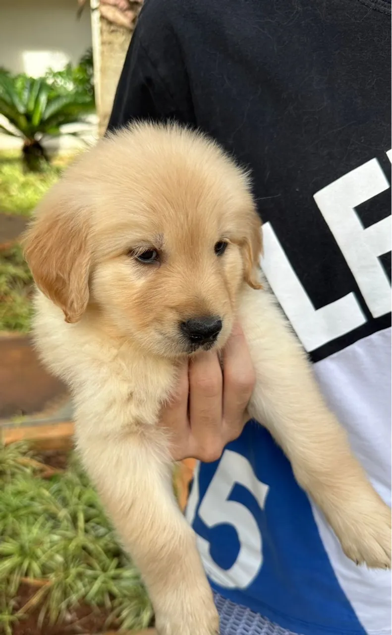 Filhote Golden Retriever para adoção