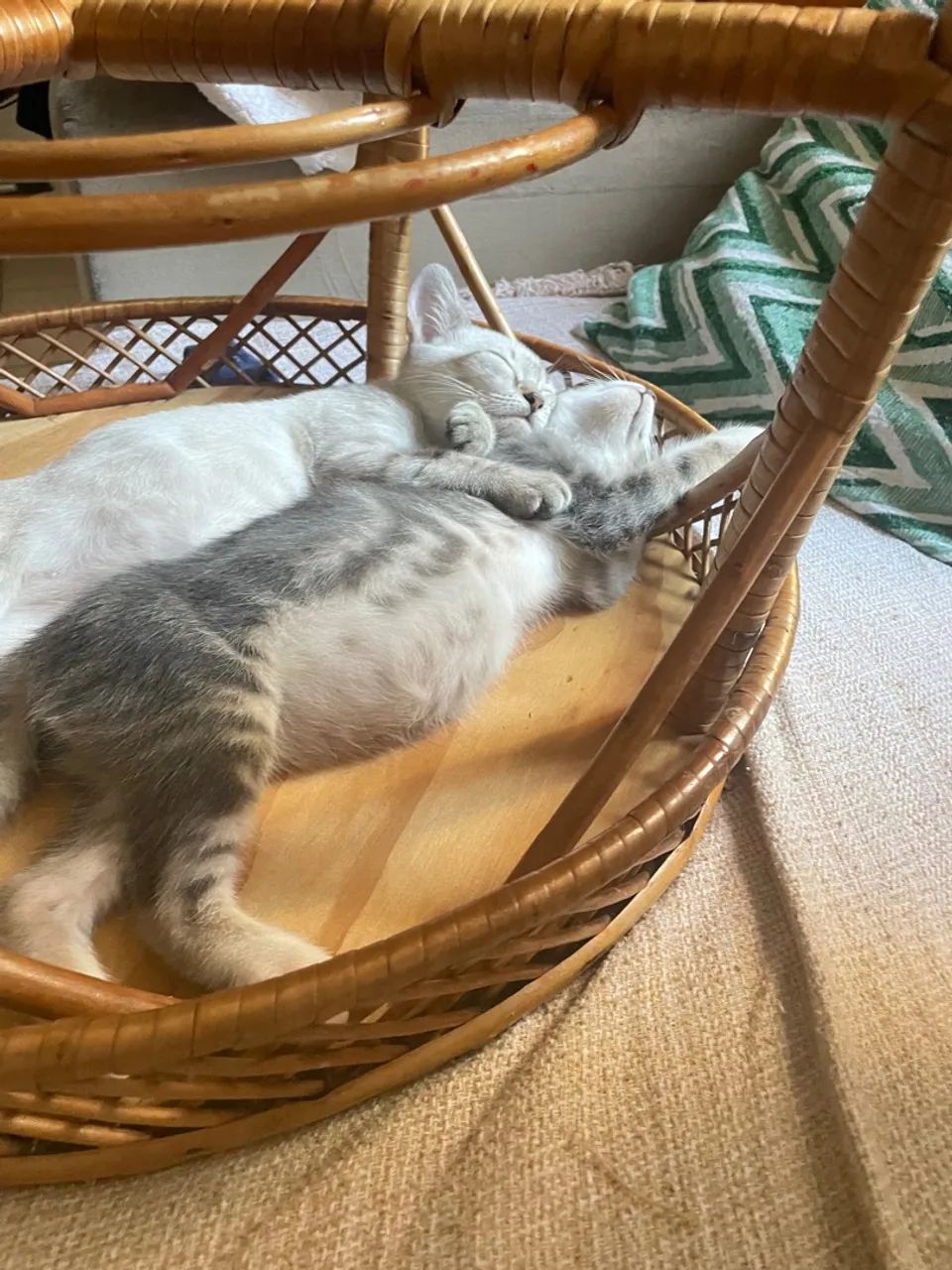 Doa se gatos 3 meses  - Foto 5