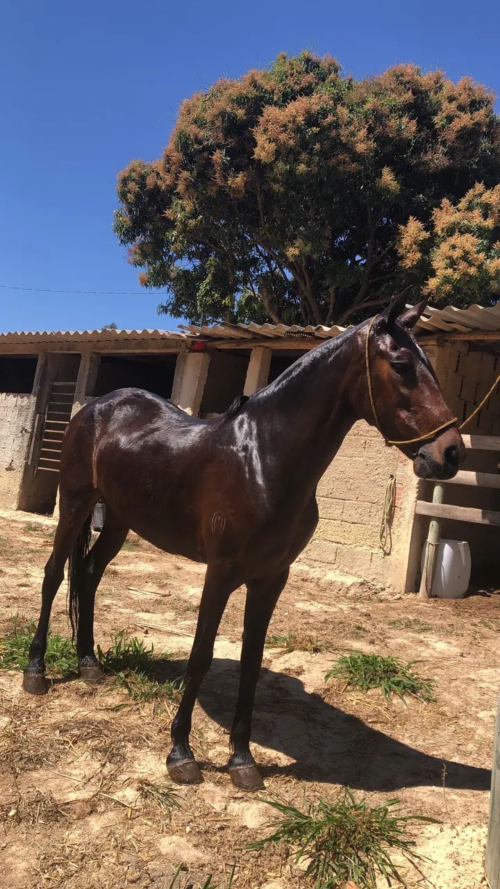 Égua manga larga  - Foto 3