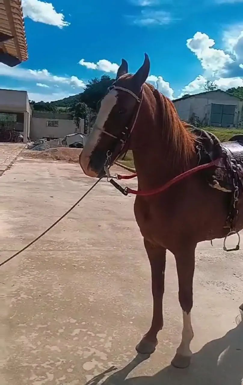 Cavalo Mangalarga Marchador P - Foto 3