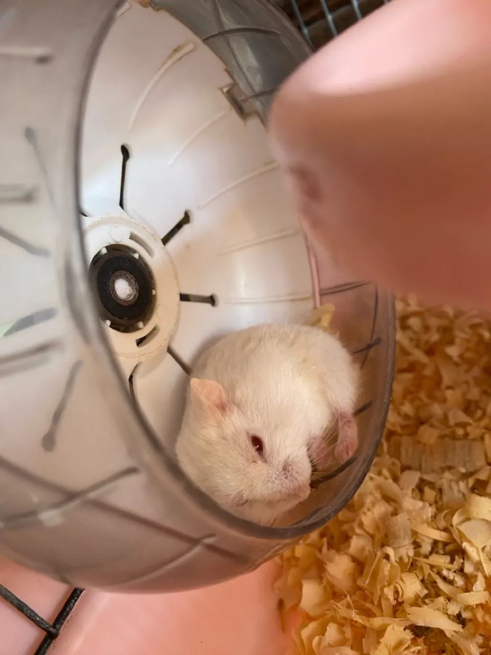 Vendo casal de hamster  - Foto 2