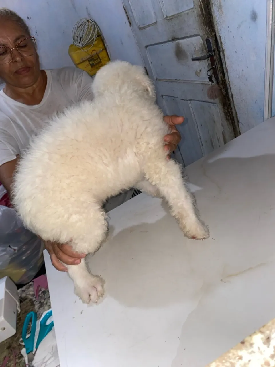 Filhote de Poodle Branco