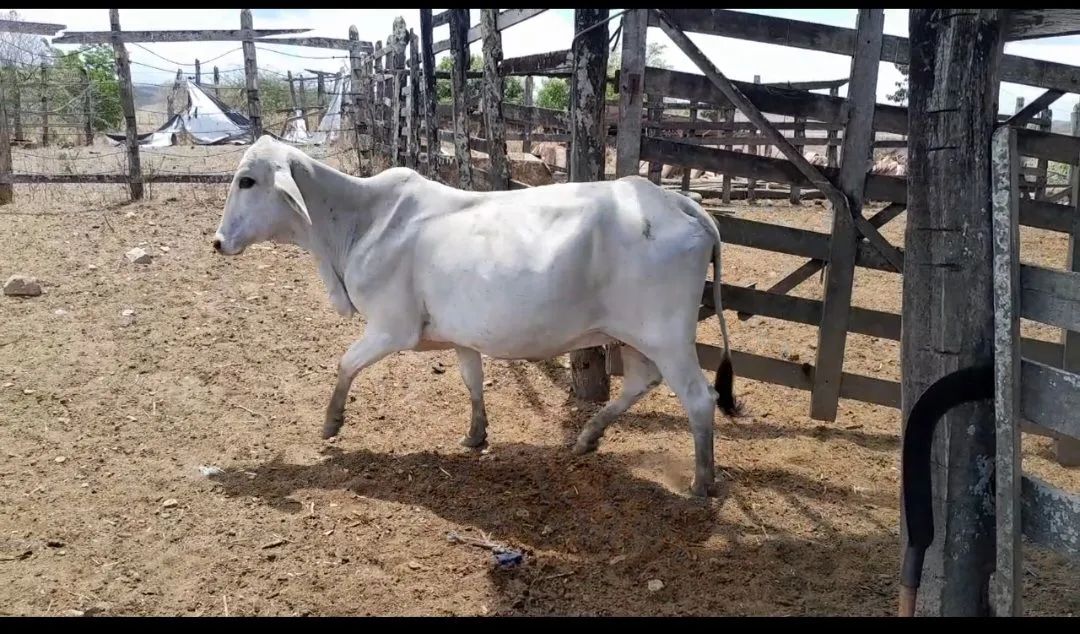 4 vacas e 1 bezerro pra vender logo - Foto 2