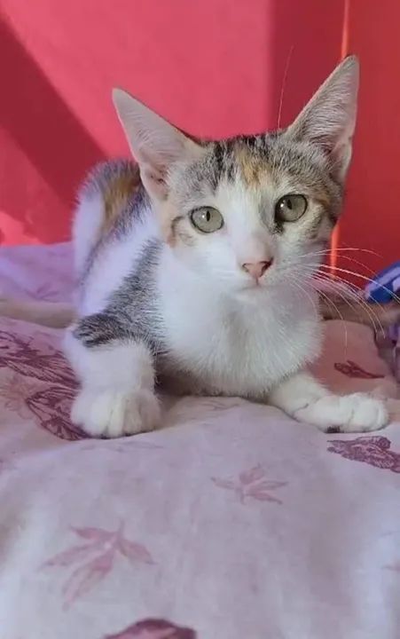 Gata filhote Alicia - Castrada, vacinada e desparasitada  - Foto 5