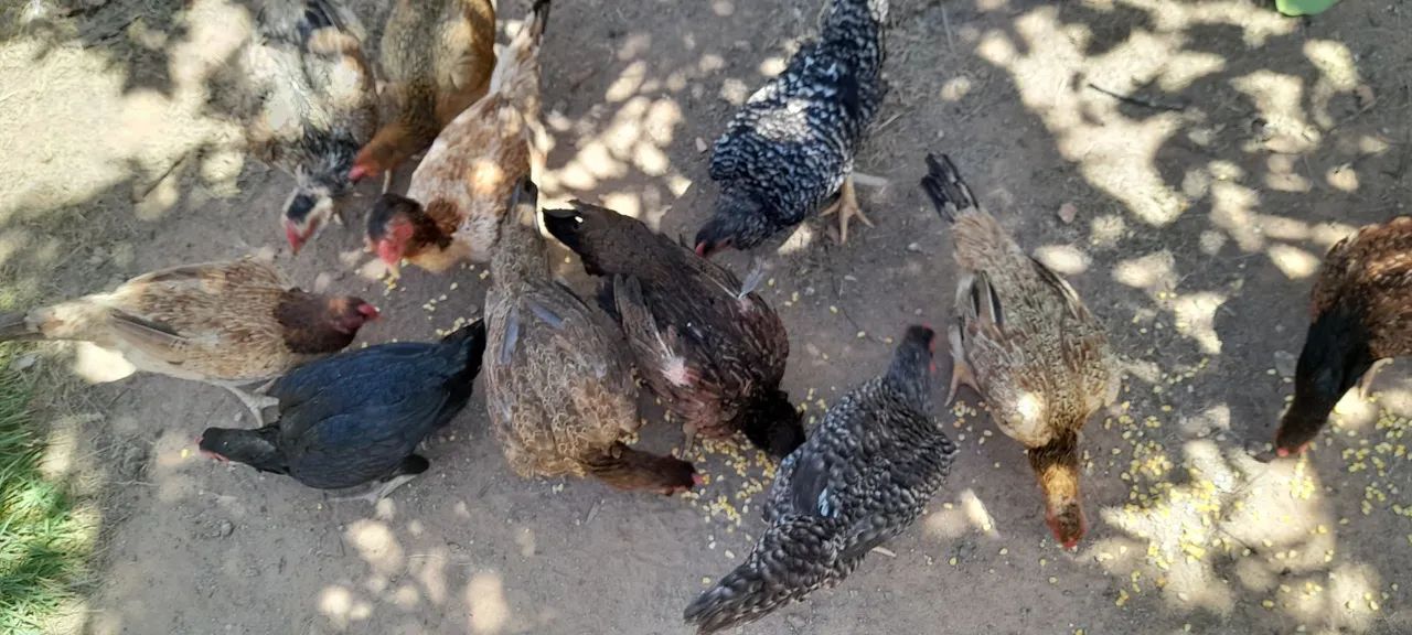 Galinhas caipiras 90,00 - Foto 2