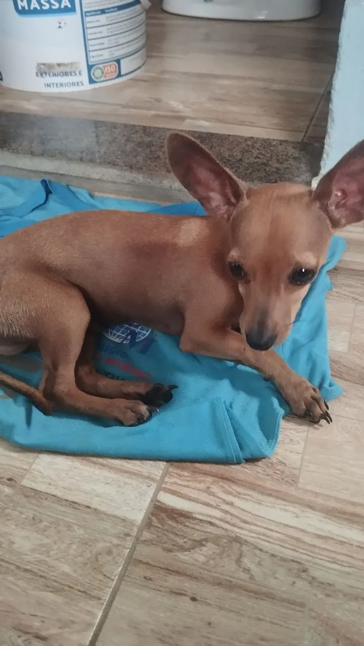 Pinscher Filhote - Fofo e Brincalhão
