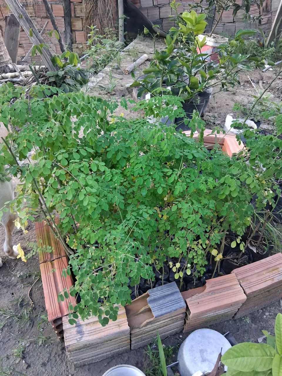 Moringa Oleífera - Mudas para Plantio - Foto 6