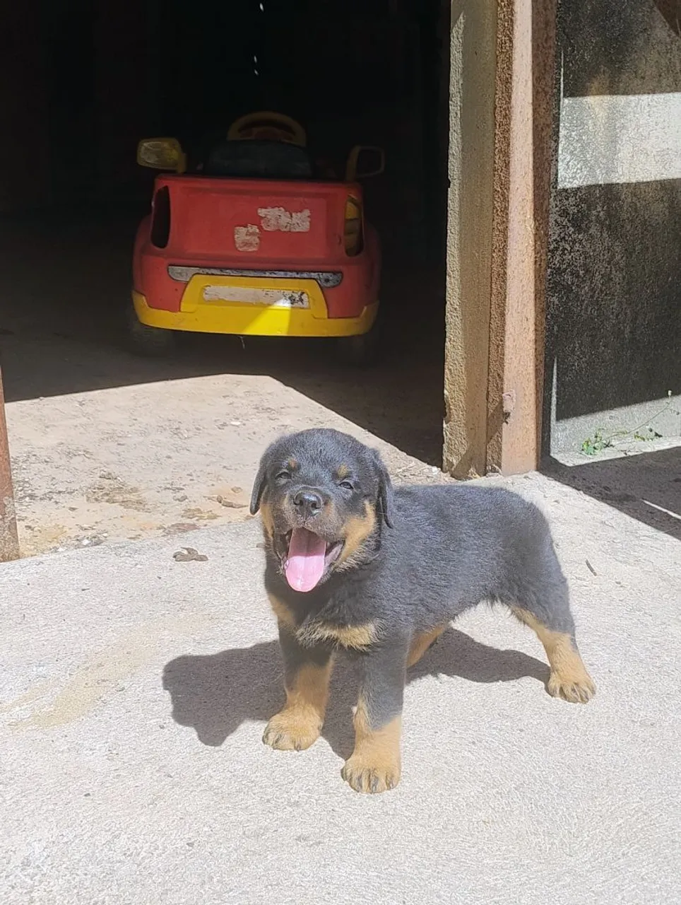 Lindo Filhotão de Rottweiler cabeça de Touro aceito T.R.O.C.A.S