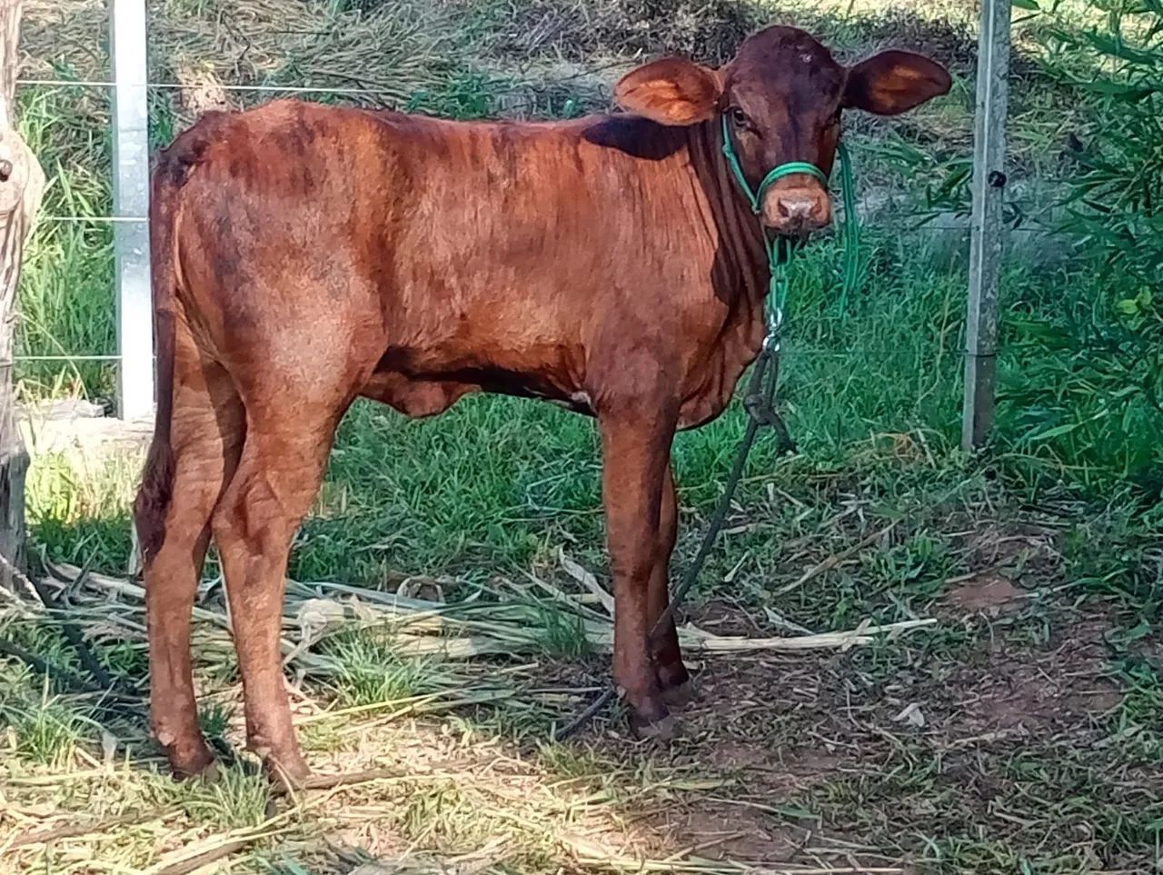 Vendo um lote de 5 terneiras e 2 machos capados  14 .100 - Foto 5