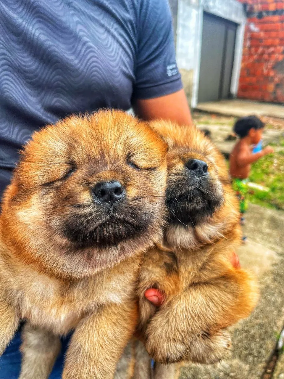 Filhotes Chow-Chow PUROS