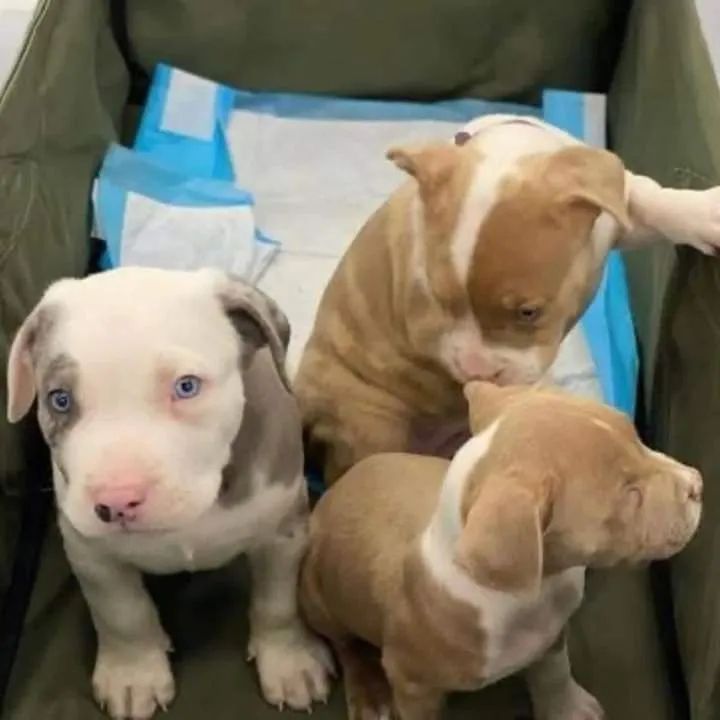 Filhotes de Pitbull - Lindos e Saudáveis!