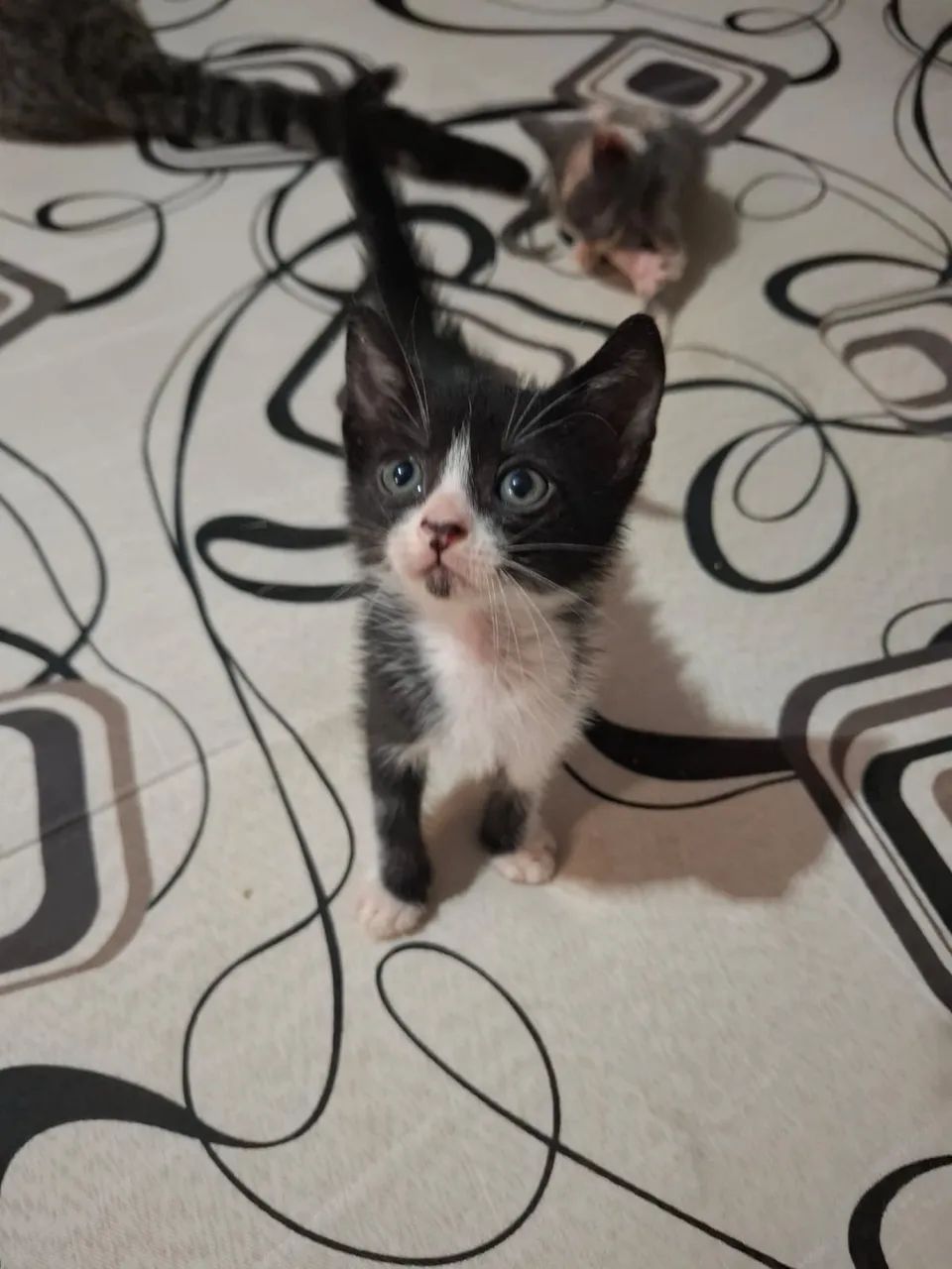 Doando gatinhos - Foto 3