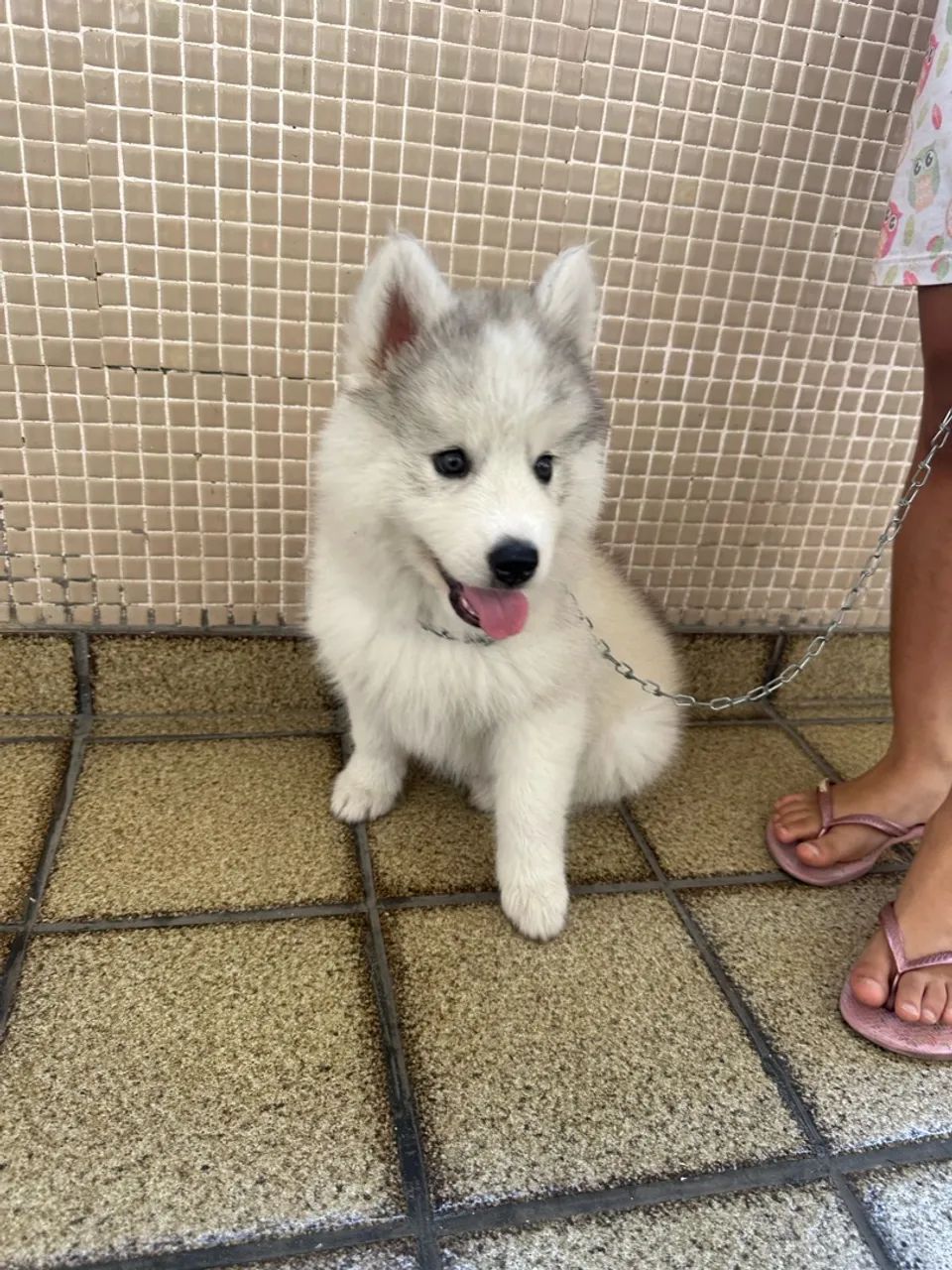 Husky siberiano  - Foto 4
