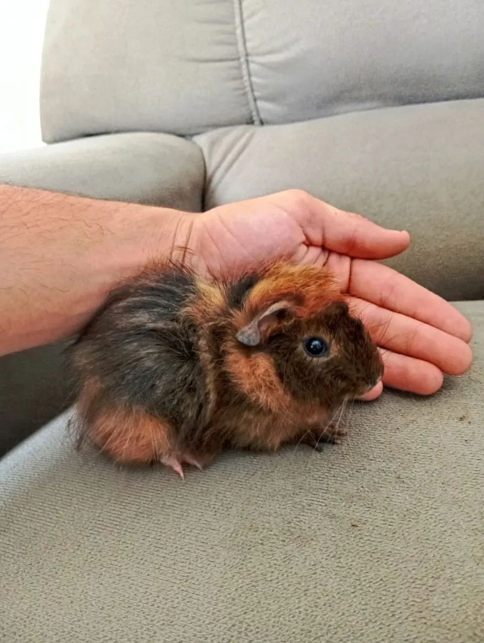 Vendo Porquinhos Da Índia  - Foto 4