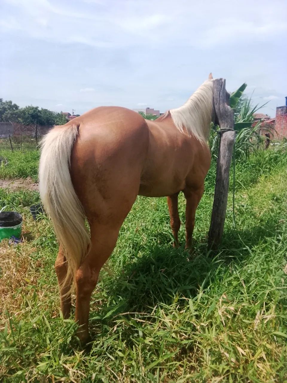 Cavalo quarto de milha  - Foto 2