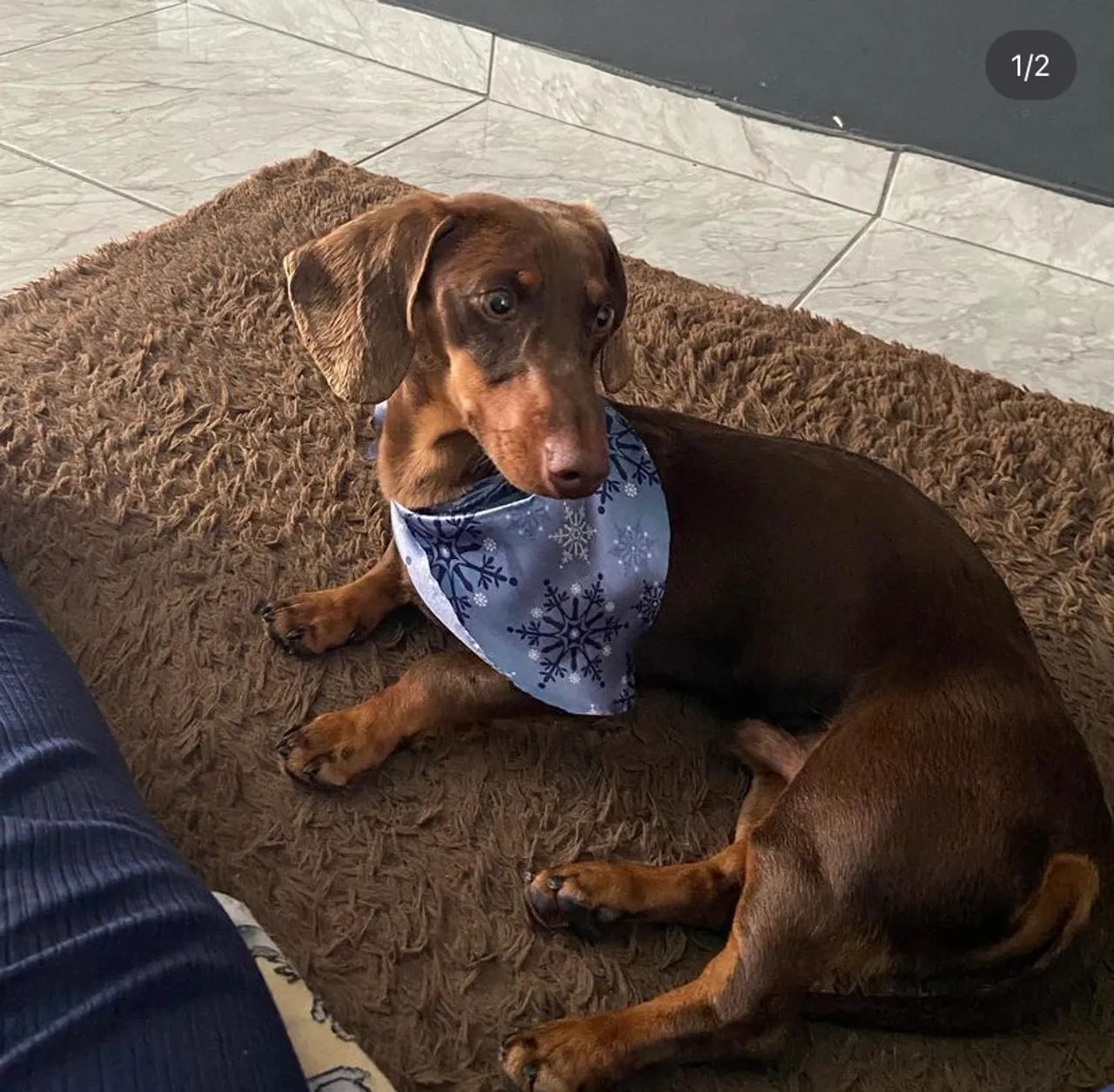Dachshound  - Foto 2