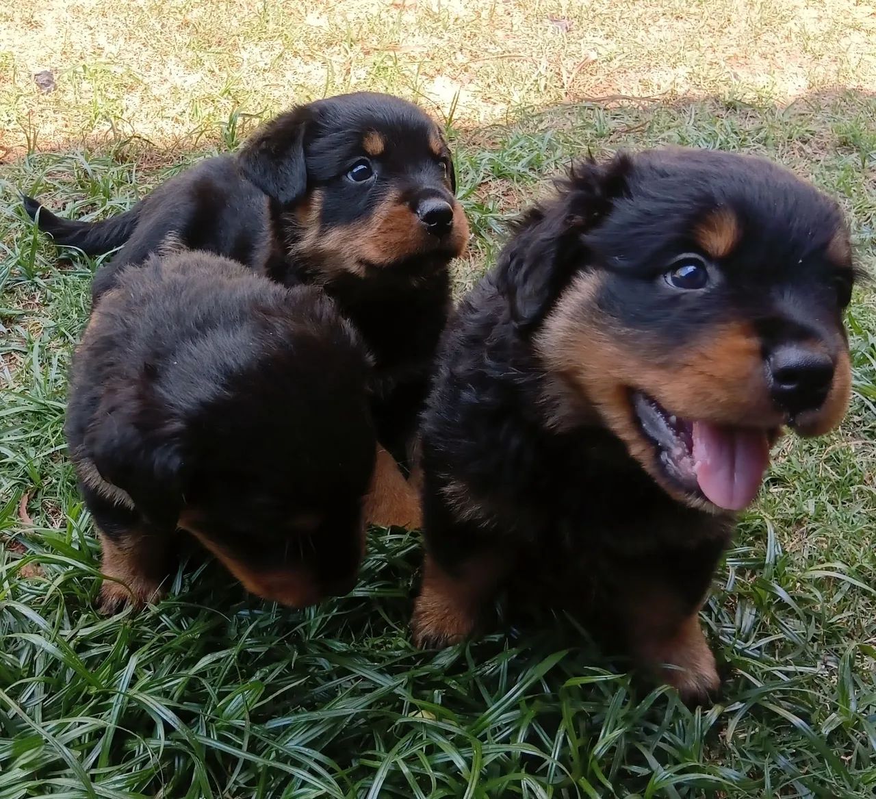 Filhotes de rottweiler