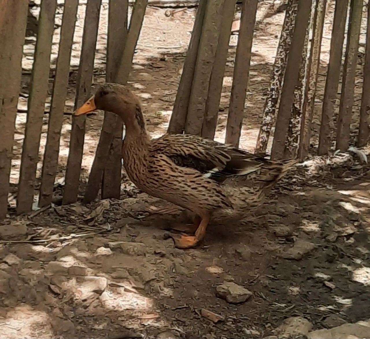 Marreco de pompom  - Foto 2