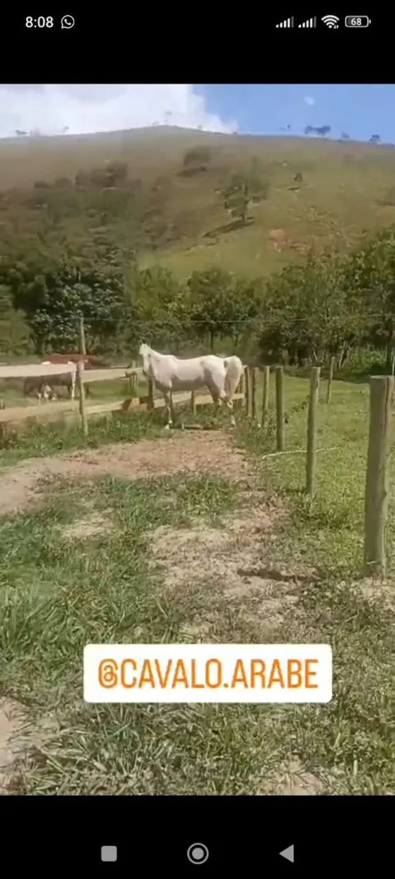 Égua árabe - aceitamos troca  - Foto 2