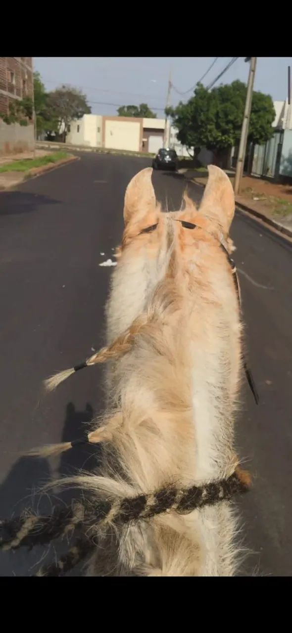 Cavalo Marchador - Venda, Troca - Entrada + Parcelas - Foto 4