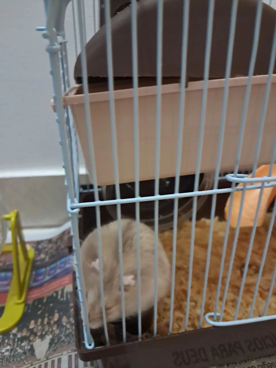 Pet - Foto 3