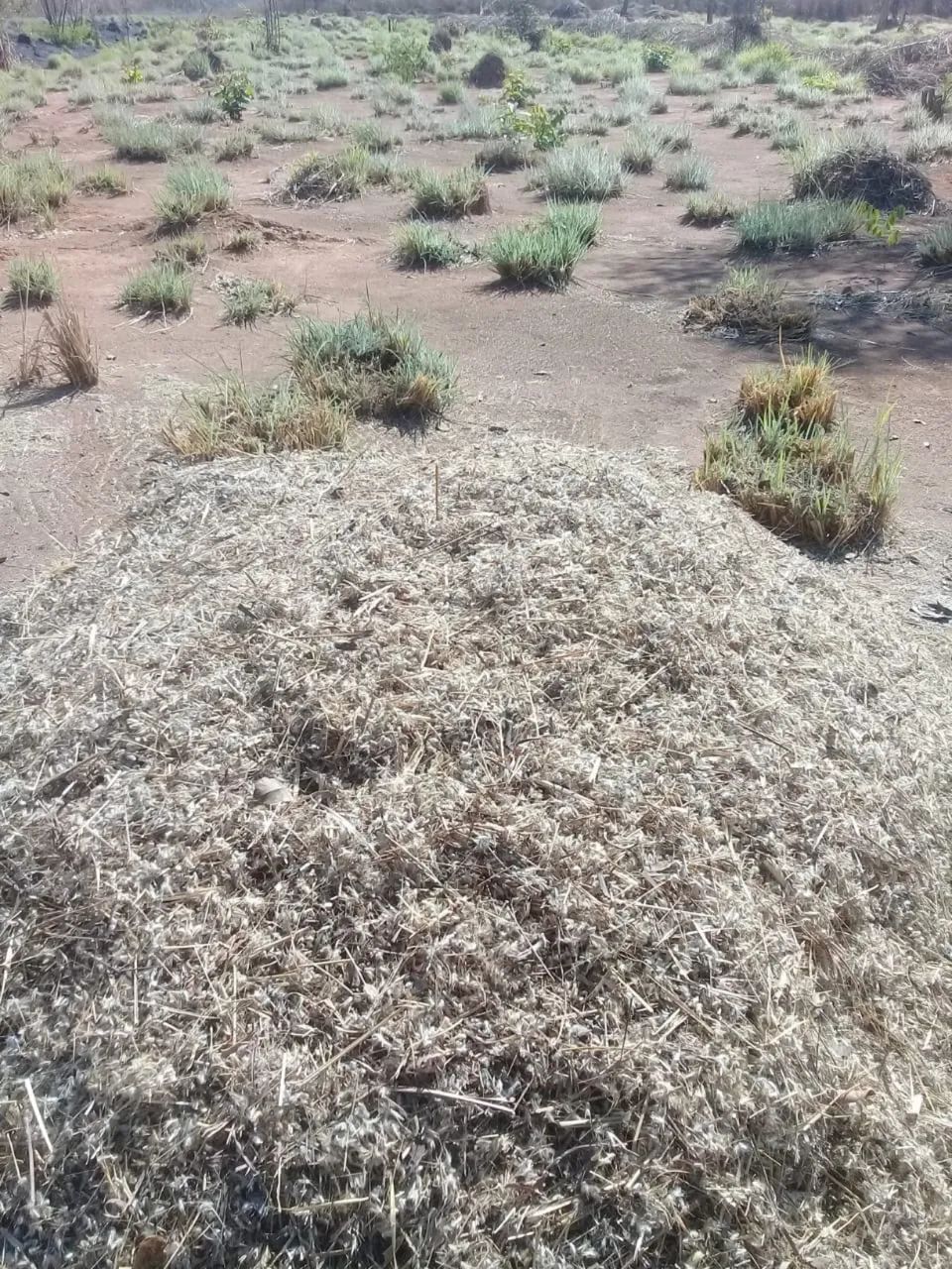 Semente de Capim Andropogon - Foto 3